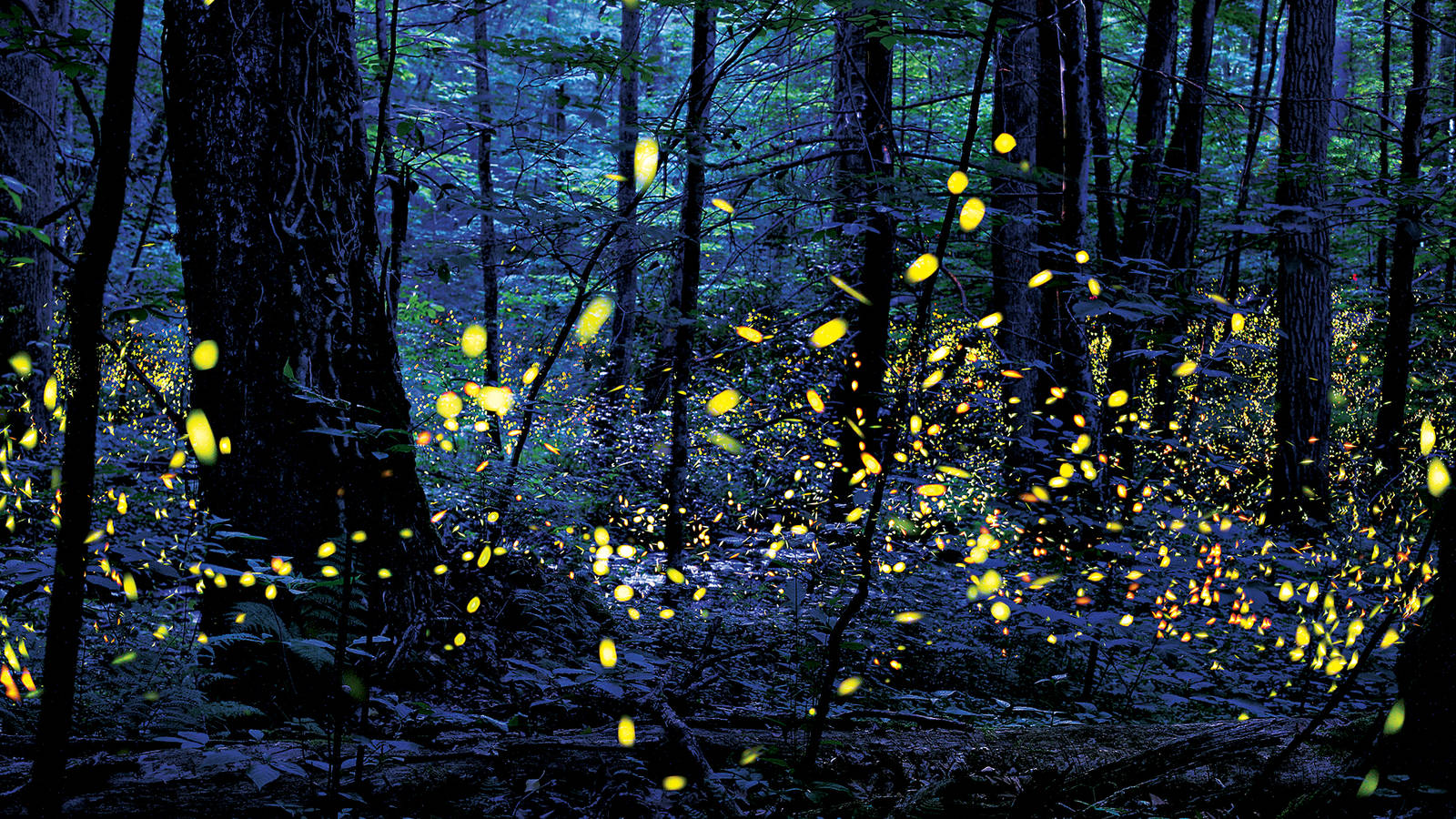 jungle mindre strategi Forest Lights · National Parks Conservation Association