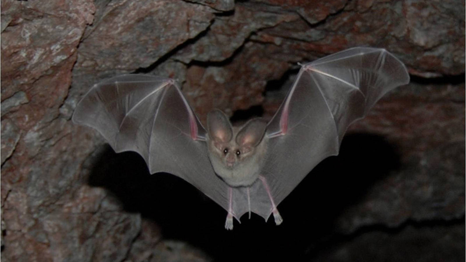 Bats Offer Clues to Treating COVID-19 – Secrets to Longevity and ...