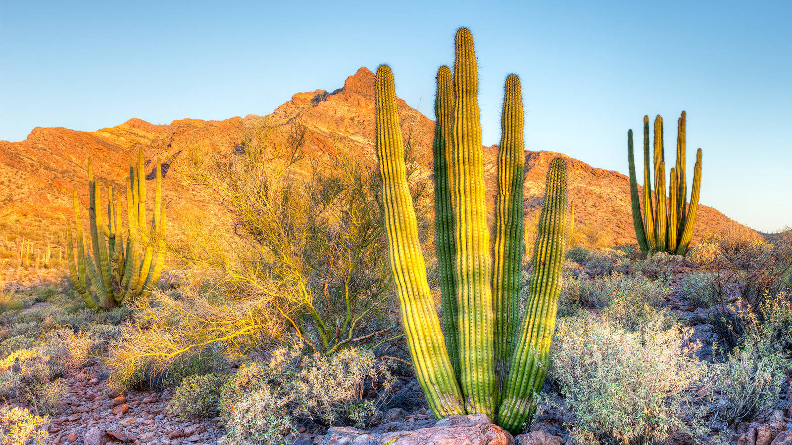 Winter Rains Bring Blooms To Organ Pipe National Parks