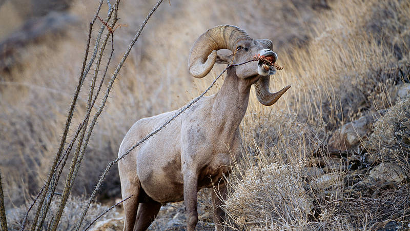 The Burro Quandary · National Parks Conservation Association