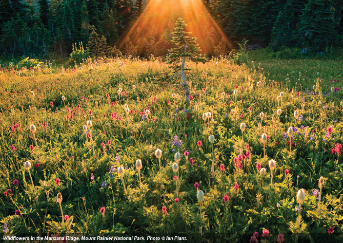 Wildflowers in the Manzana Ridge, Mount Rainier National Park