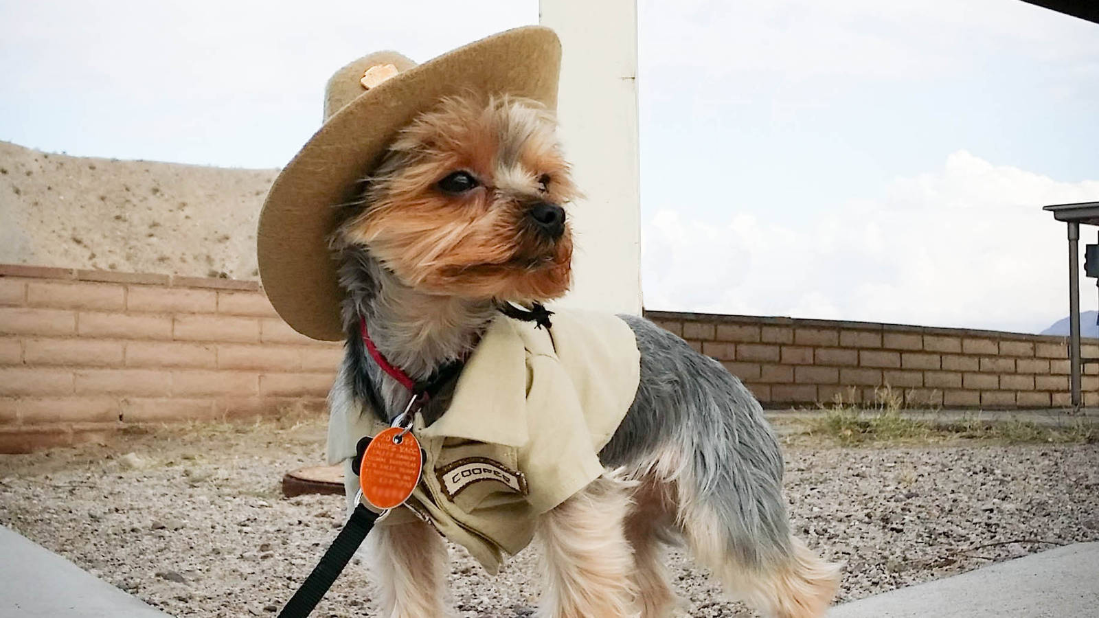 Working Like a Dog: See How Pups Help Park Rangers in These 12 Unusual Jobs  · National Parks Conservation Association