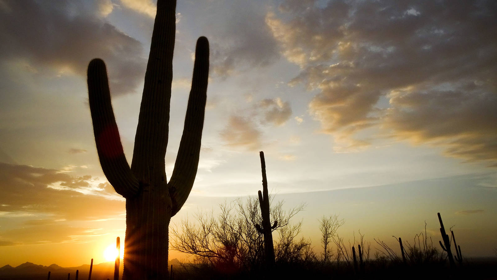 Saguaro cactuses are under threat because of climate change - Washington  Post