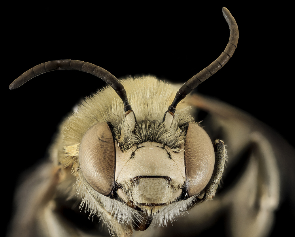 Anthophora montana, Rocky Mountain National Park