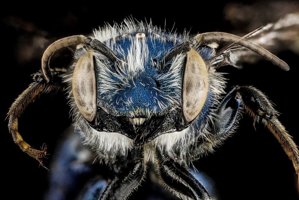 Osmia chalybea, Cumberland Island National Seashore