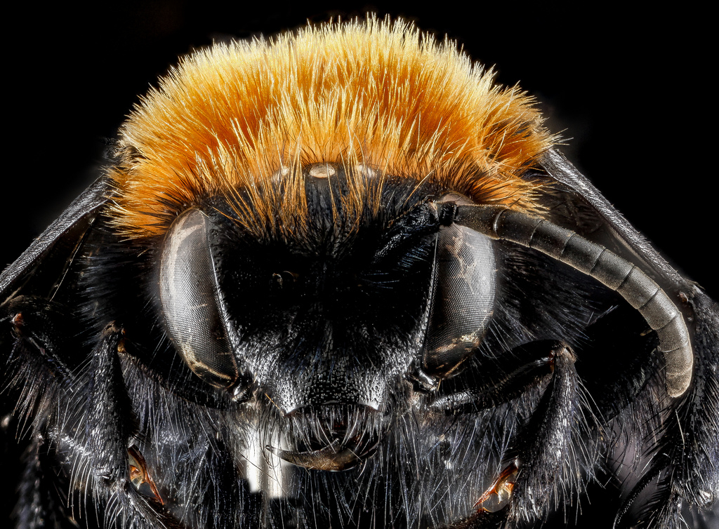 Melecta species (nicknamed the Billy Idol bee), Fossil Butte National Monument