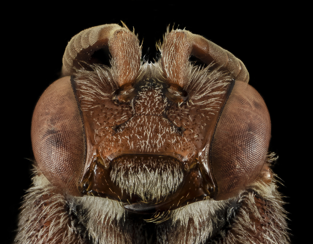 Nomada australis, Gateway National Recreation Area