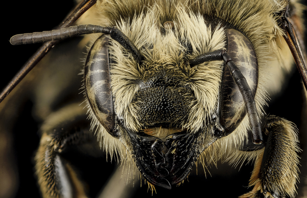 Megachile latimanus, Pictured Rocks National Lakeshore