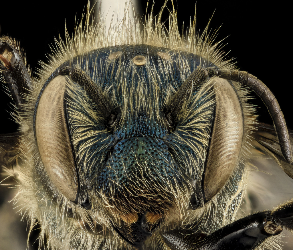 Osmia inspergens, Cape Cod National Seashore