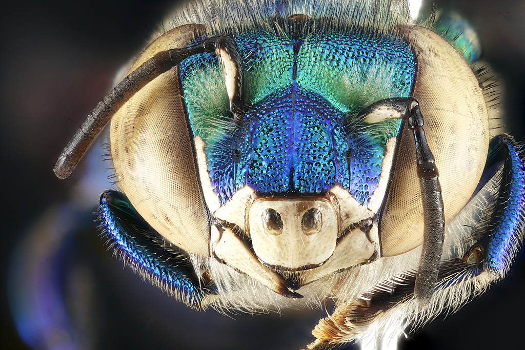 Euglossa dilemma: Biscayne National Park
