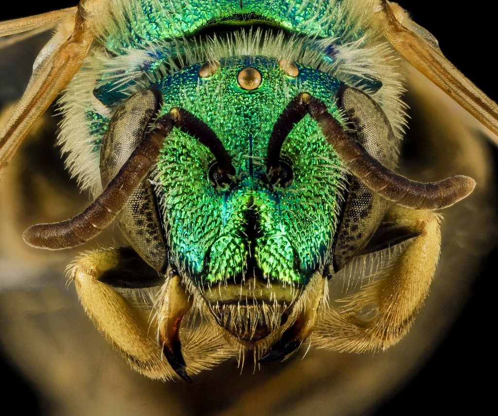 Agapostemon melliventris, Badlands National Park