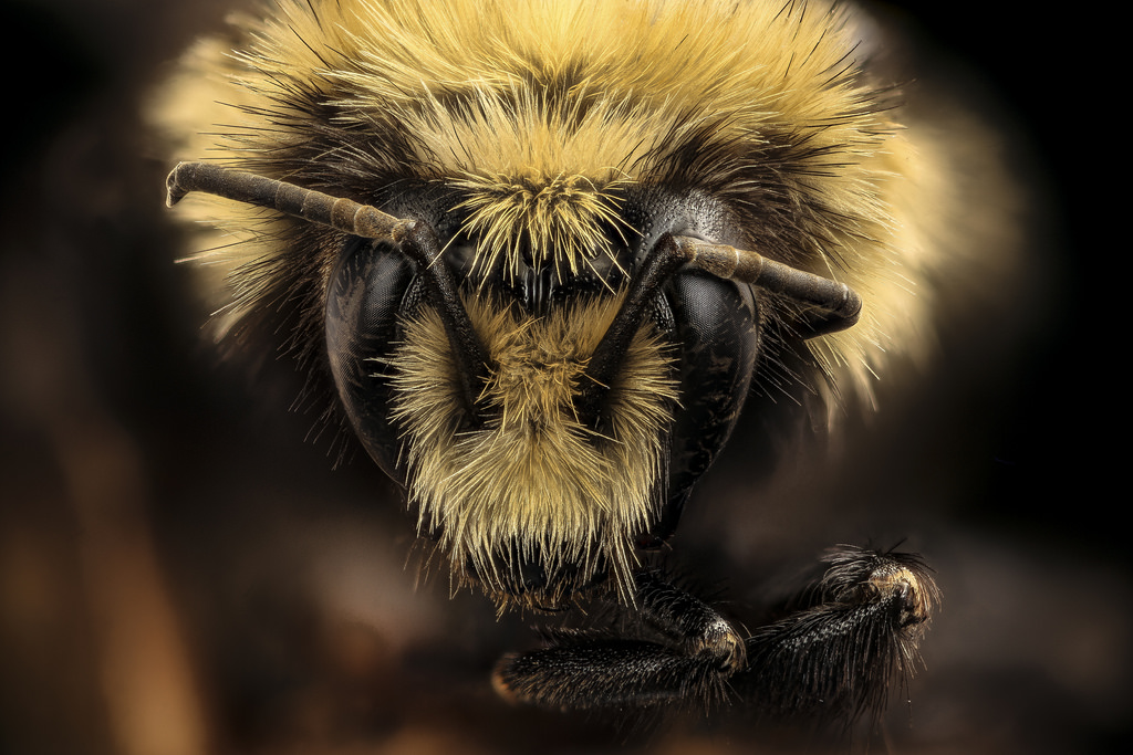 Bombus bifarius, Yosemite National Park