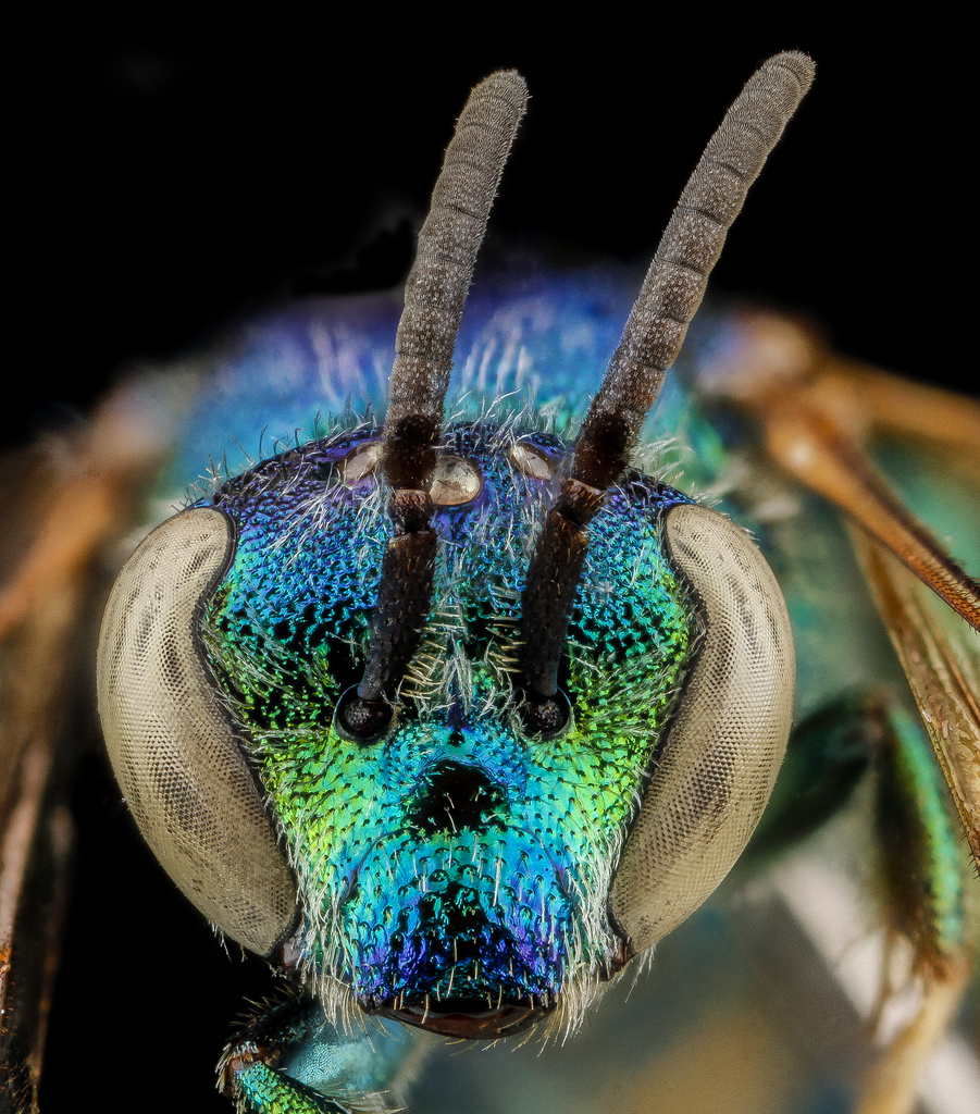 Augochoropsis anonyma, Biscayne National Park
