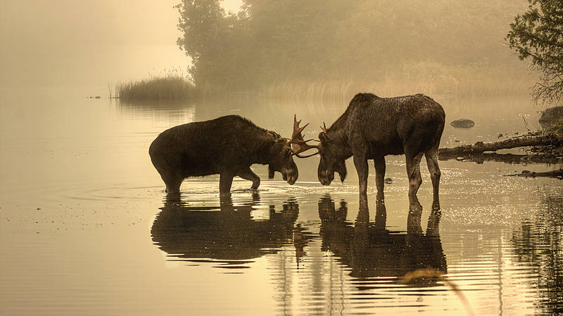 An Important Step For Wildlife At Isle Royale · National Parks ...