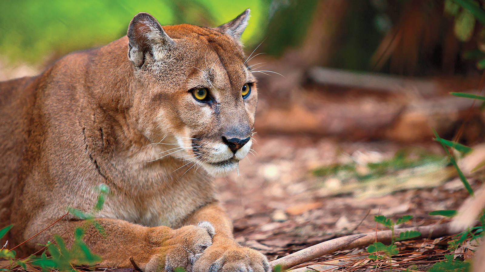 Saving the Panther · National Parks Conservation Association