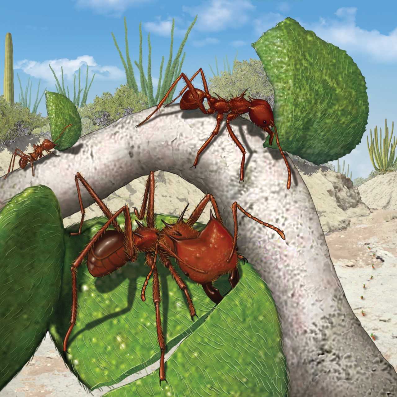 ant illustration