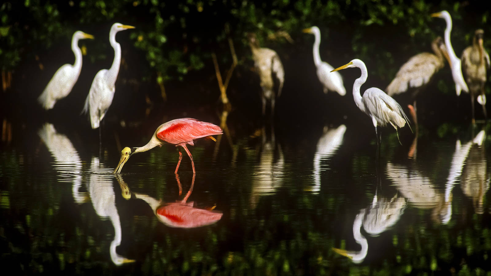 egret