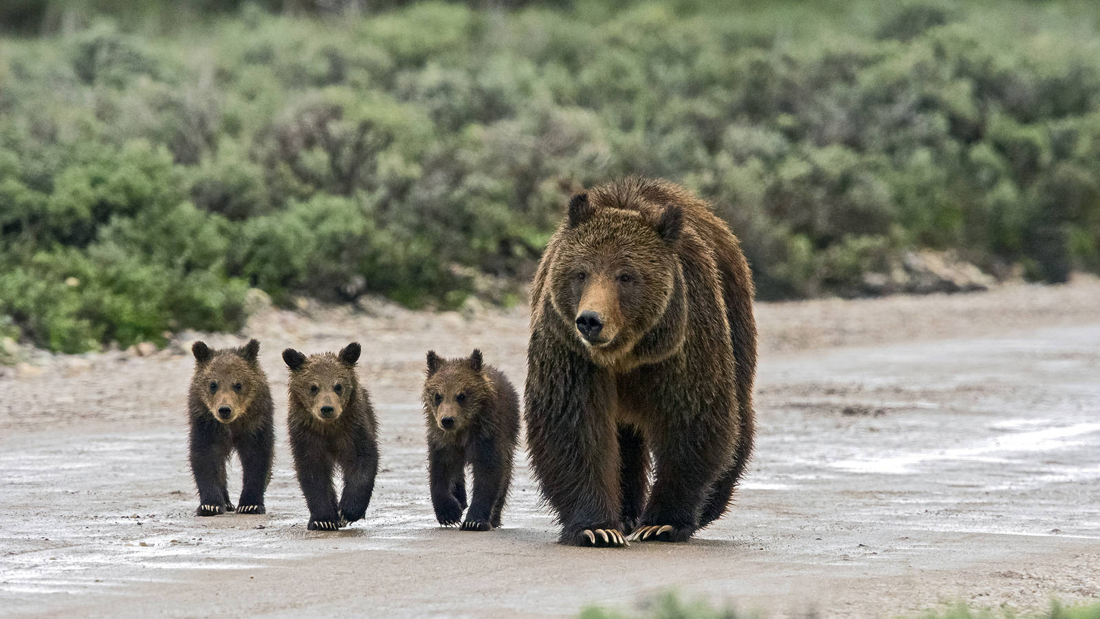 Protecting Grizzly Bears — Greater Yellowstone Coalition