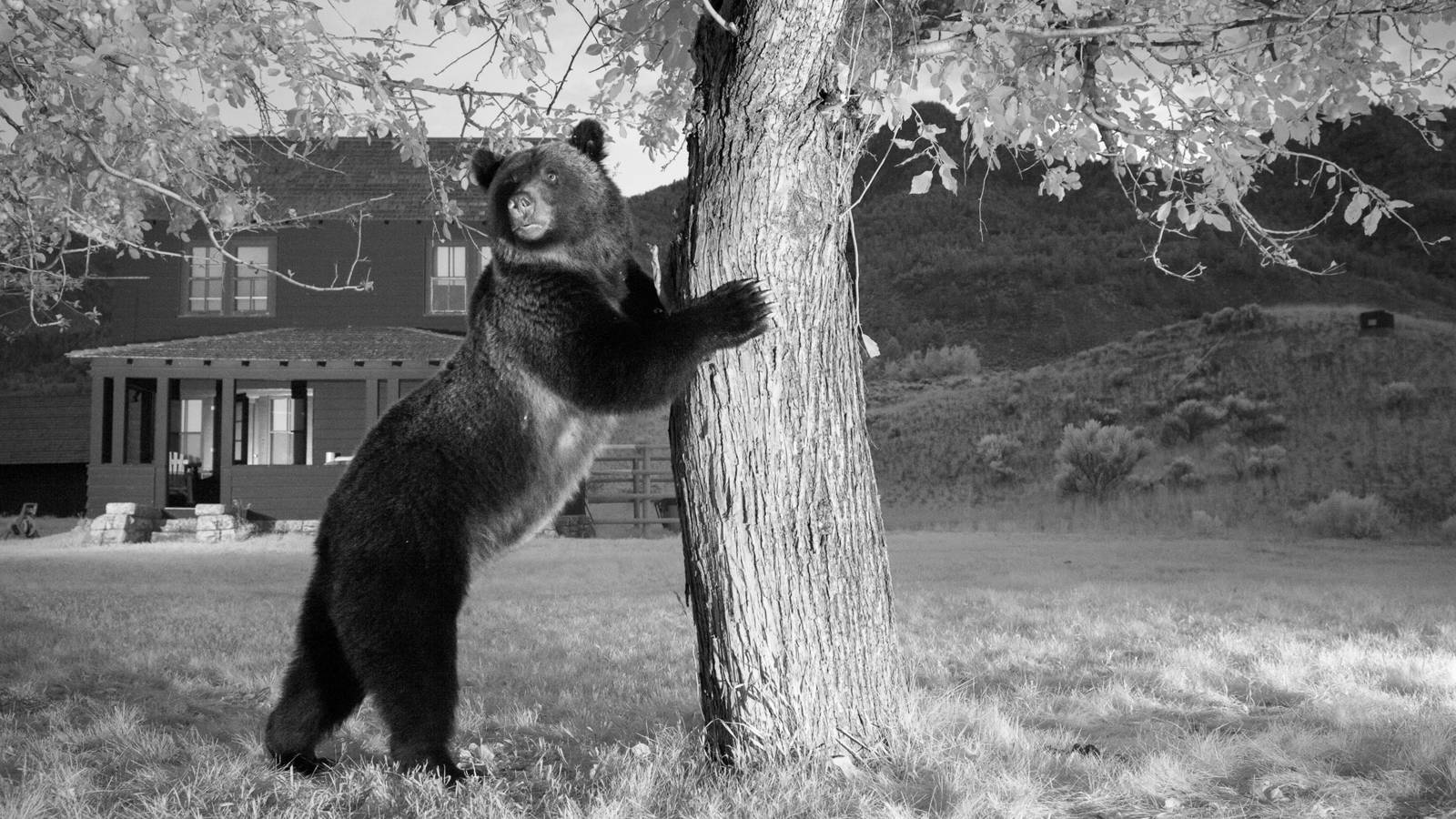bear at tree