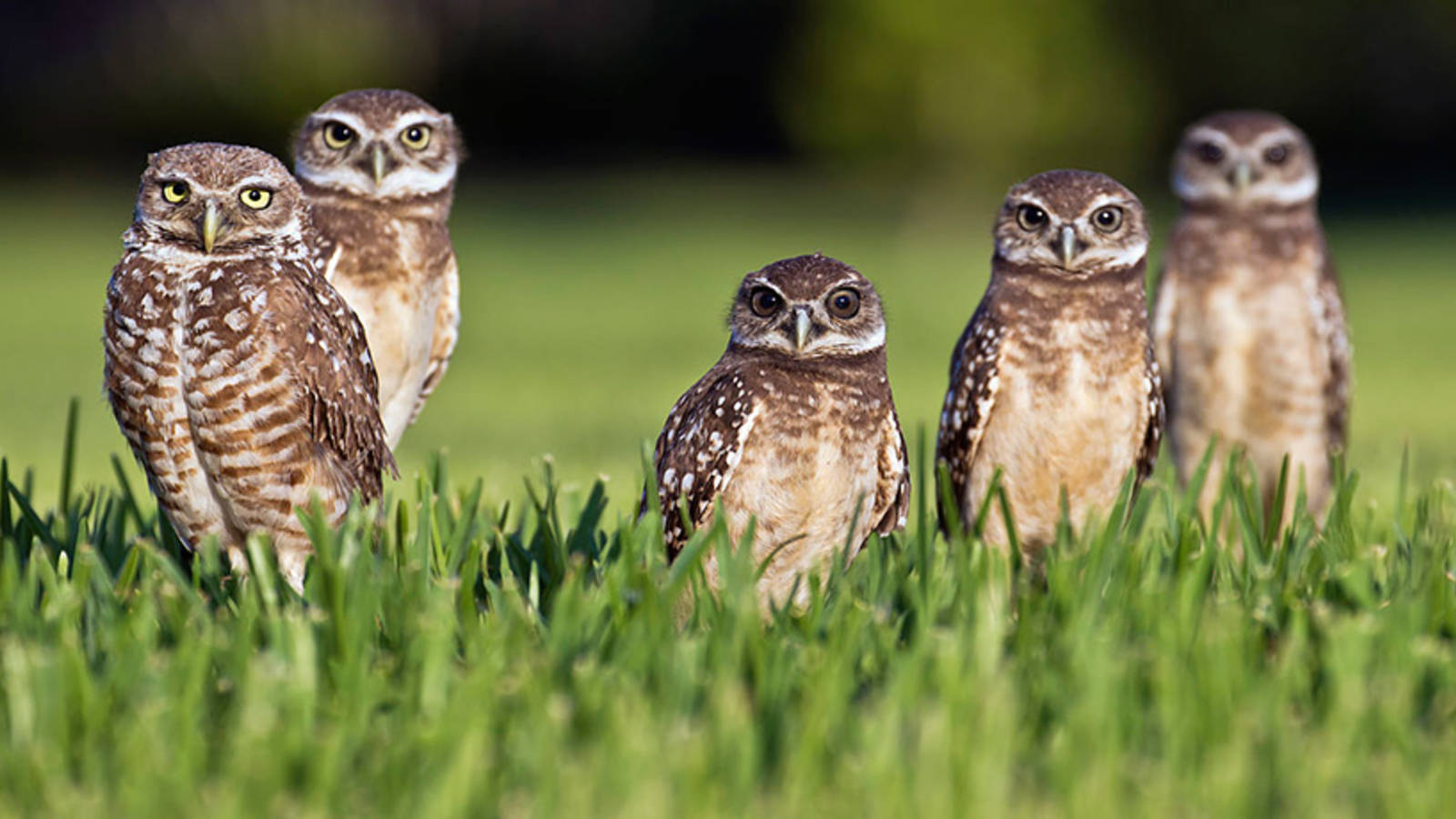 10 Owls to Look (and Listen) for in National Parks · National Parks  Conservation Association