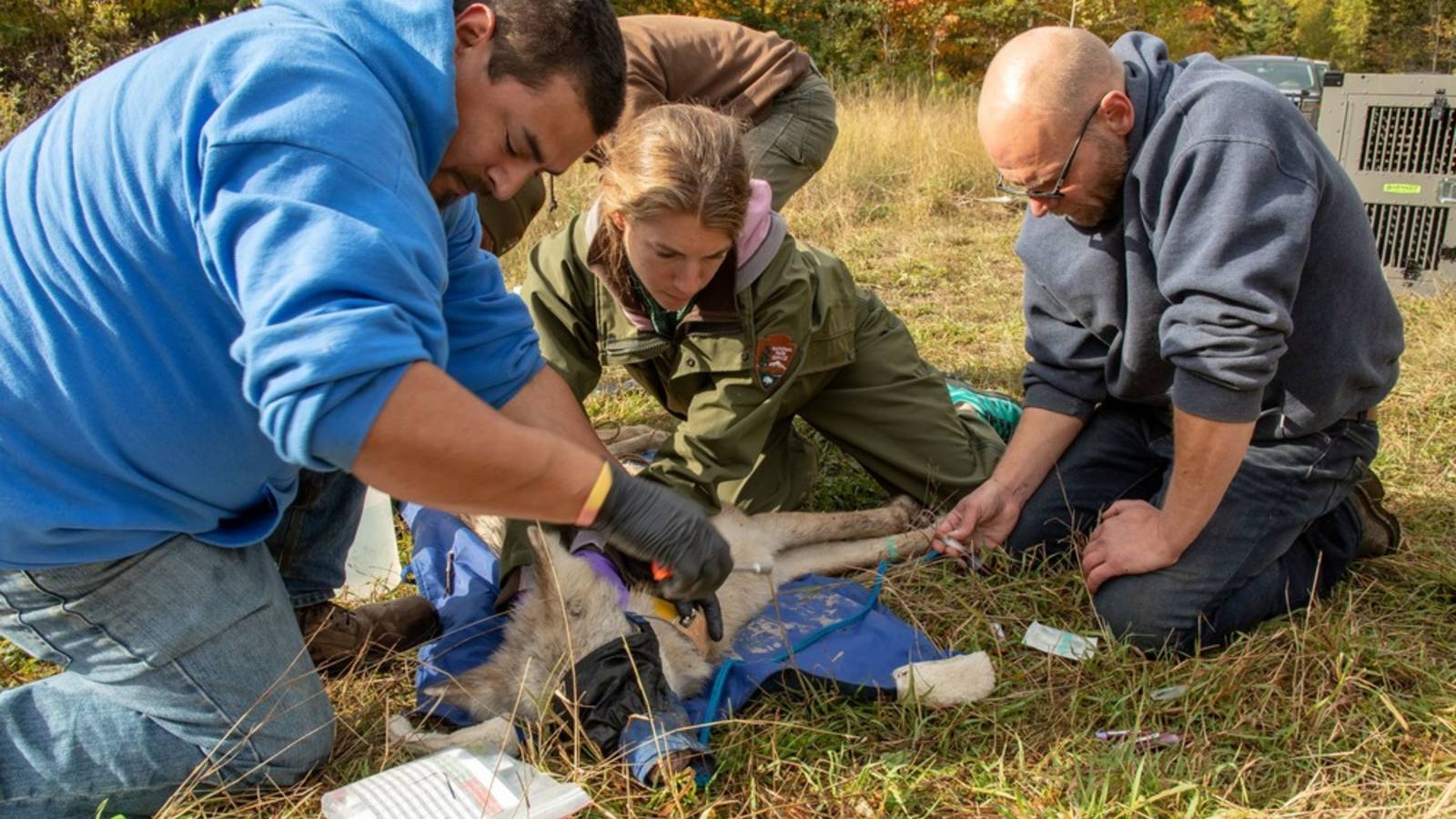 <p>Roger (Poe) Deschampe Jr. and Seth Moore of Grand Portage work with NPS Wildlife Vet Michelle Verant to collar a wolf that they released shortly after near Grand Portage.</p>
