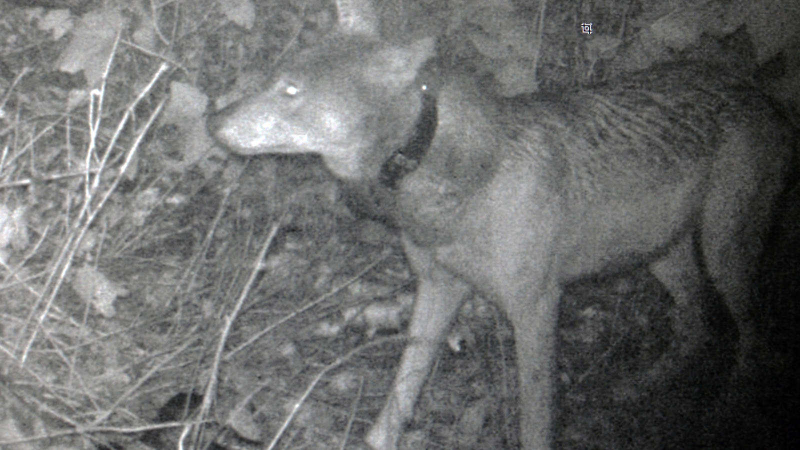 <p>Trail camera photo of the first female wolf released on the island. Captured 9-27-18.</p>