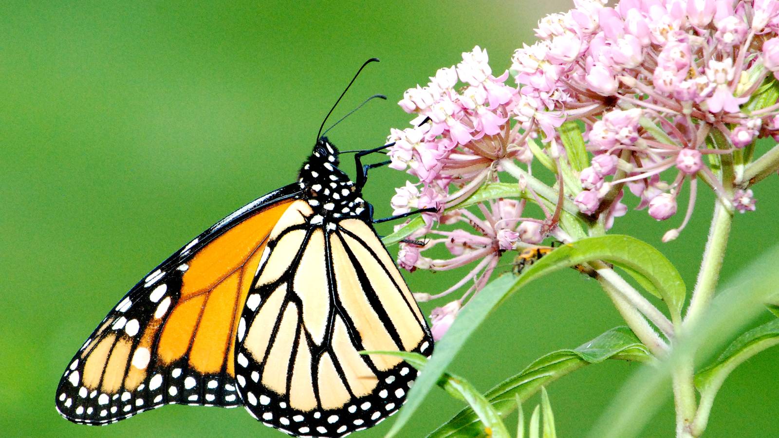 Download Where Monarch Butterflies Live Images