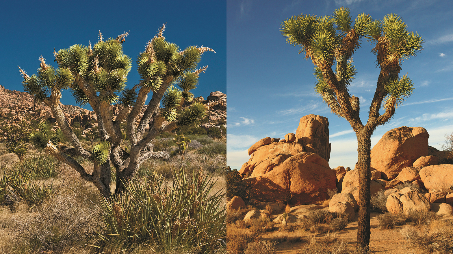 joshua trees