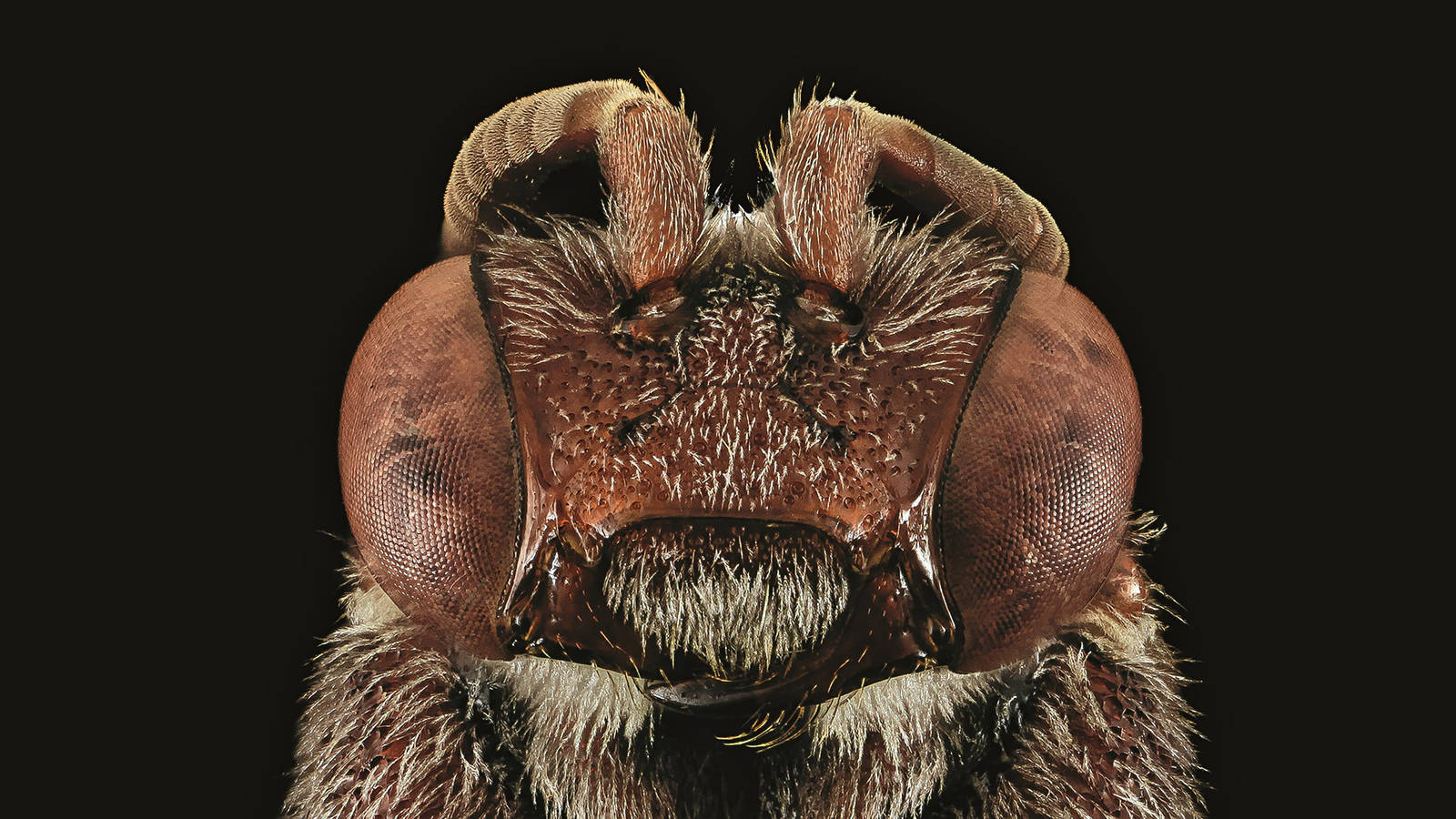 <h3 style="text-align: center; padding: 50px;"><span class="text-Intro-style"><em>Nomada australis</em> (bee), Gateway National Recreation Area, New York. © BROOKE ALEXANDER/USGS BEE INVENTORY AND MONITORING LAB</span></h3>