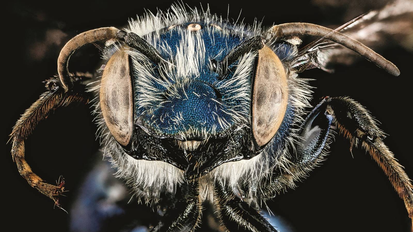 <h3 style="text-align: center; padding: 50px;"><span class="text-Intro-style"><em>Osmia chalybea</em> (bee), Cumberland Island National Seashore, Georgia. © SAM DROEGE/USGS BEE INVENTORY AND MONITORING LAB</span></h3>