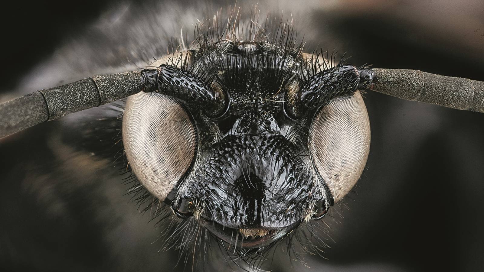 <h3 style="text-align: center; padding: 50px;"><span class="text-Intro-style"><em>Scolia bicincta</em> (wasp), Cape Cod National Seashore, Massachusetts. © SAM DROEGE/USGS BEE INVENTORY AND MONITORING LAB</span></h3>