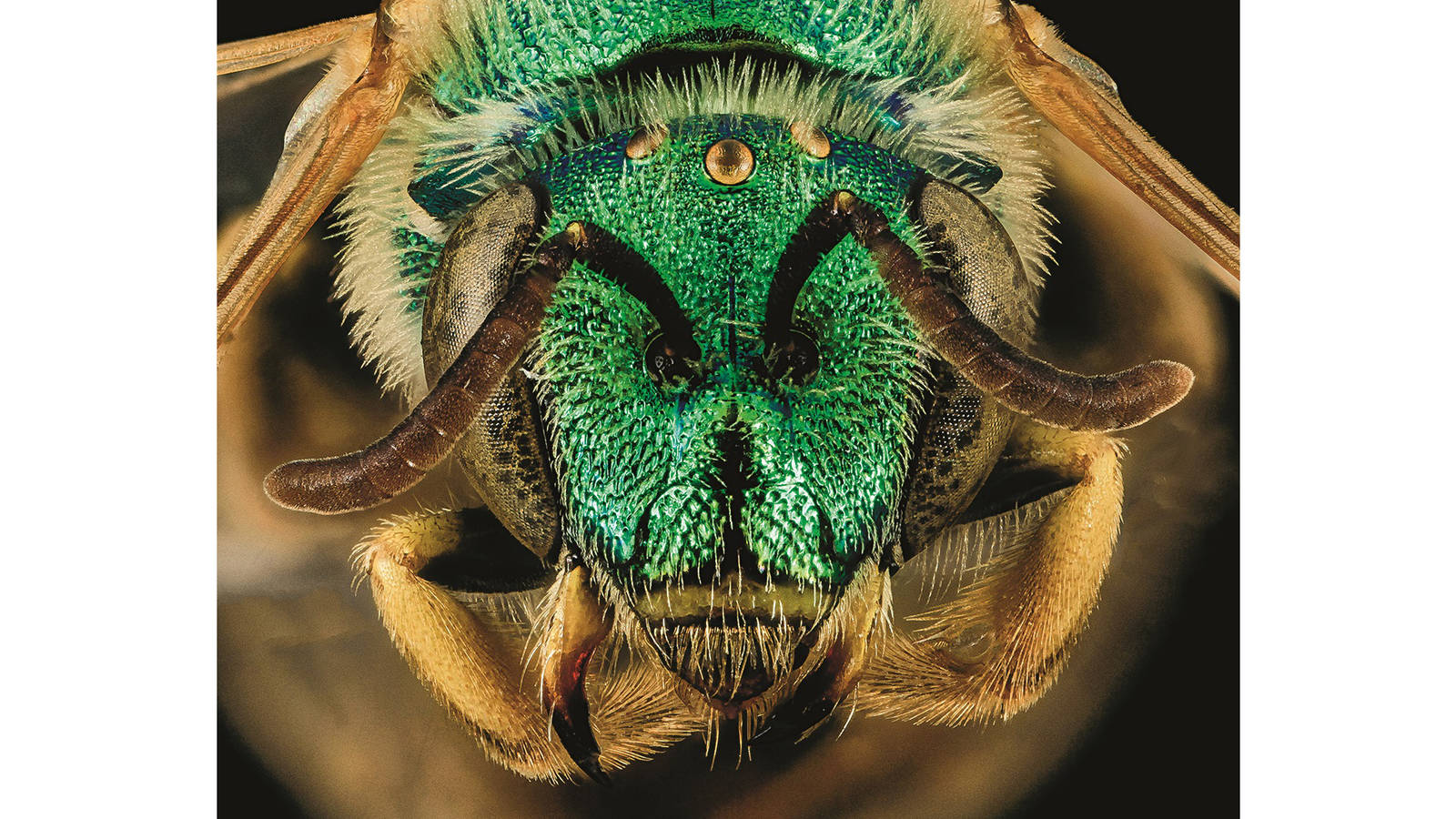 <h3 style="text-align: center; padding: 50px;"><span class="text-Intro-style"><em>Agapostemon melliventris</em> (bee), Badlands National Park, South Dakota. © SAM DROEGE/USGS BEE INVENTORY AND MONITORING LAB</span></h3>