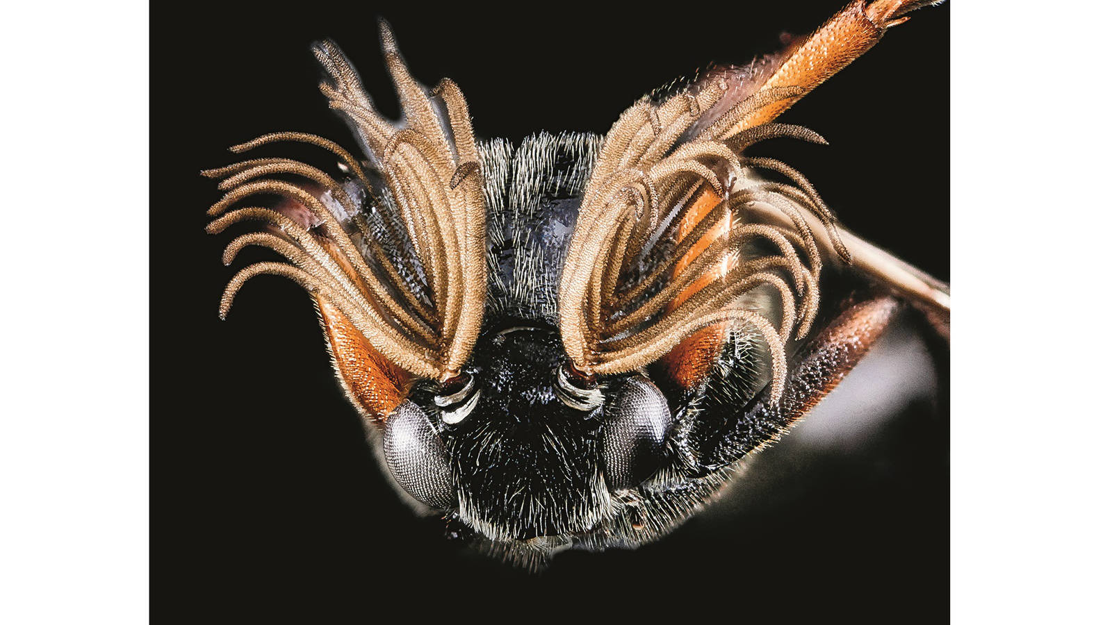 <h3 style="text-align: center; padding: 50px;"><span class="text-Intro-style">Ripiphorus beetle (species unknown), Great Smoky Mountains National Park, Tennessee. © SAM DROEGE/USGS BEE INVENTORY AND MONITORING LAB</span></h3>