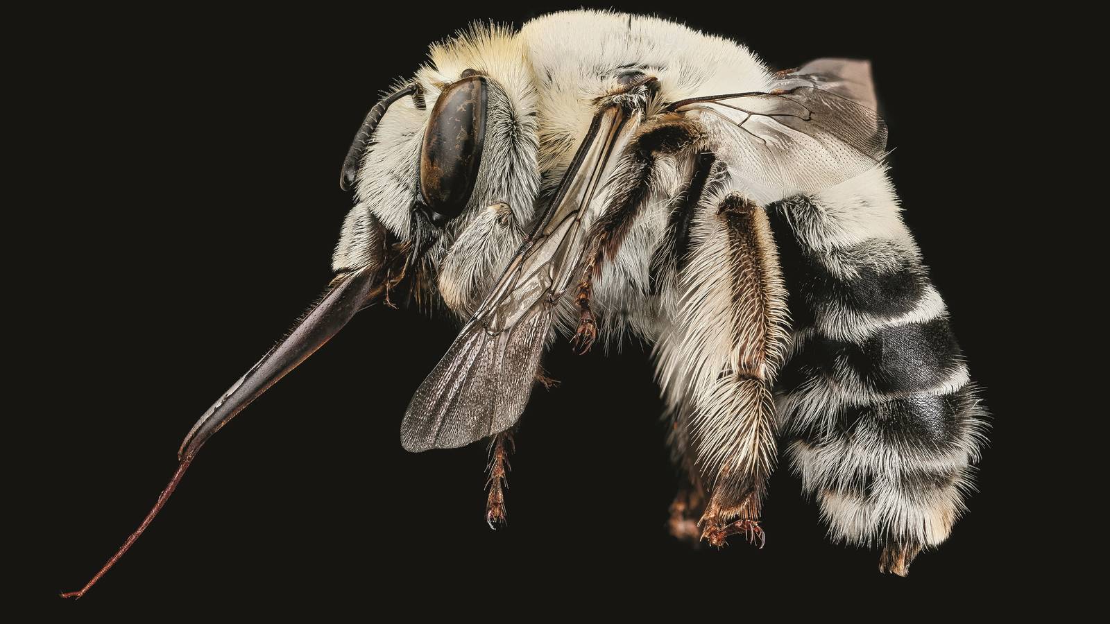 <h3 style="text-align: center; padding: 50px;"><span class="text-Intro-style"><em>Anthophora affabilis</em> (bee), Badlands National Park, South Dakota. © SAM DROEGE/USGS BEE INVENTORY AND MONITORING LAB</span></h3>