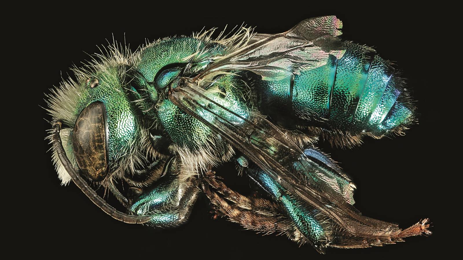 <h3 style="text-align: center; padding: 50px;"><span class="text-Intro-style"><em>Osmia bruneri</em> (bee), Yellowstone National Park, Wyoming. © ELIZABETH GARCIA AND WAYNE BOO/USGS BEE INVENTORY AND MONITORING LAB</span></h3>