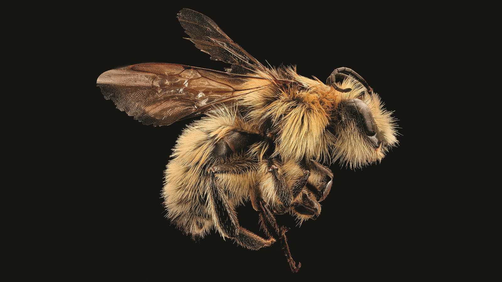 <h3 style="text-align: center; padding: 50px;"><span class="text-Intro-style"><em>Bombus vandykei</em> (bumblebee), Yosemite National Park, California. © SAM DROEGE/USGS BEE INVENTORY AND MONITORING LAB</span></h3>