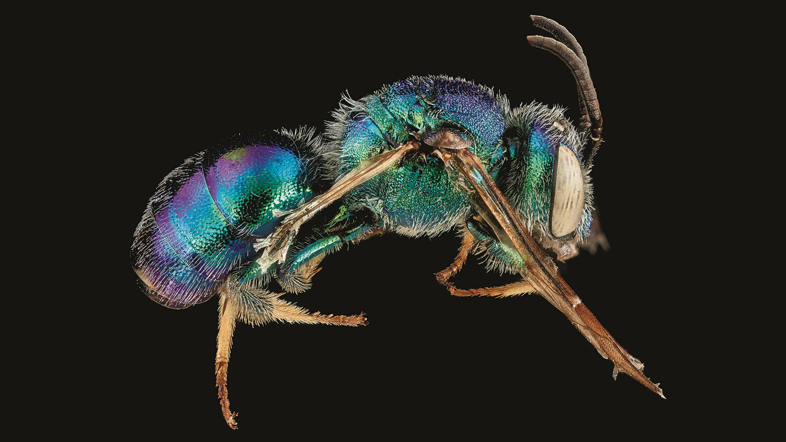 <h3 style="text-align: center; padding: 50px;"><span class="text-Intro-style"><em>Augochloropsis anonyma</em> (bee), Biscayne National Park, Florida. © SAM DROEGE/USGS BEE INVENTORY AND MONITORING LAB</span></h3>