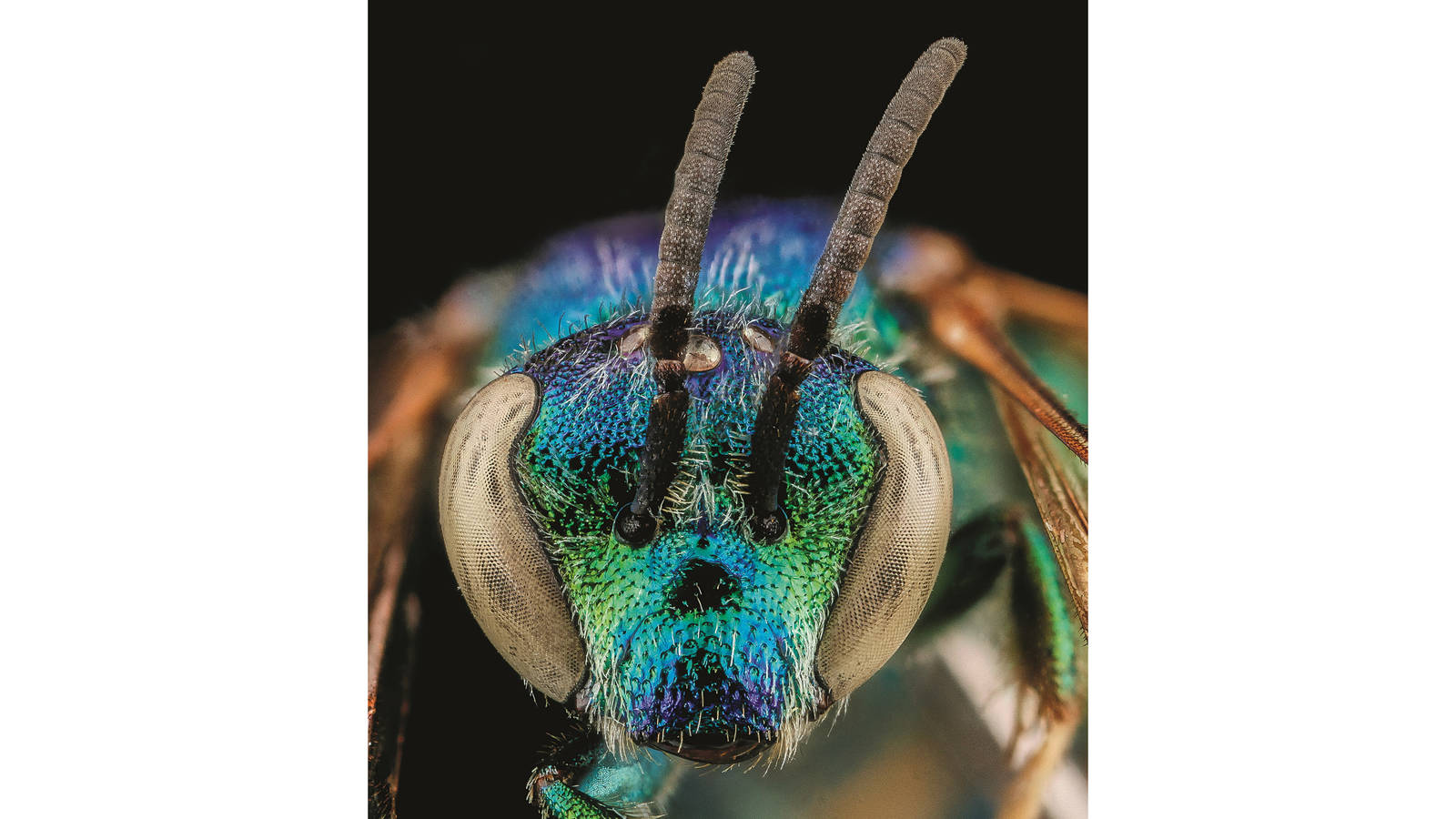 <h3 style="text-align: center; padding: 50px;"><span class="text-Intro-style"><em>Augochloropsis anonyma</em> (bee), Biscayne National Park, Florida. © SAM DROEGE/USGS BEE INVENTORY AND MONITORING LAB</span></h3>