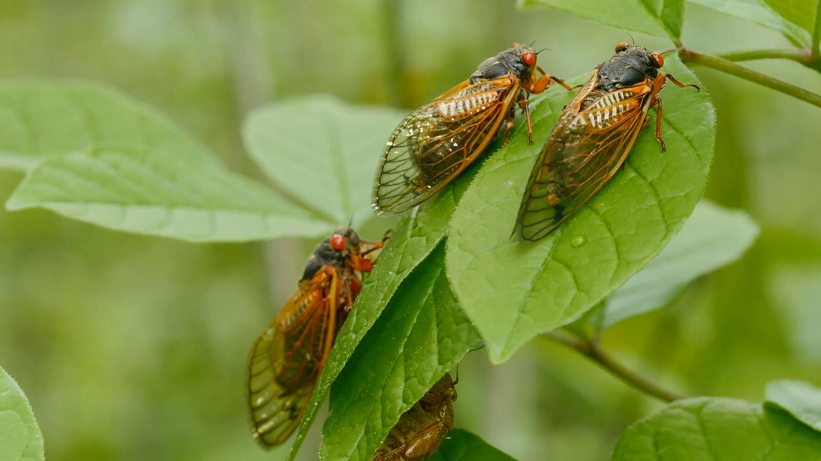 Now Is The Time For Cicadas – Manic Tackle Project