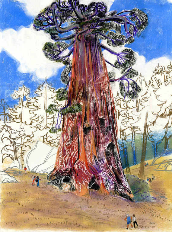 <p>Generations of humans, animals and plants have come and gone, and the giant sequoias live on, witnessing it all.</p>