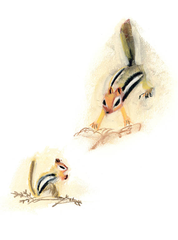 <p>Chipmunks were everywhere in Kings Canyon.</p>