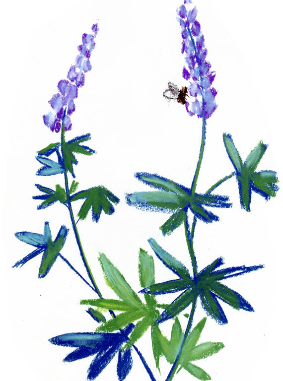 <p>In the higher elevations of Sequoia, I saw scores of butterflies and bees flitting through meadows of lupine (pictured), prairie fire and rudbeckia.</p>