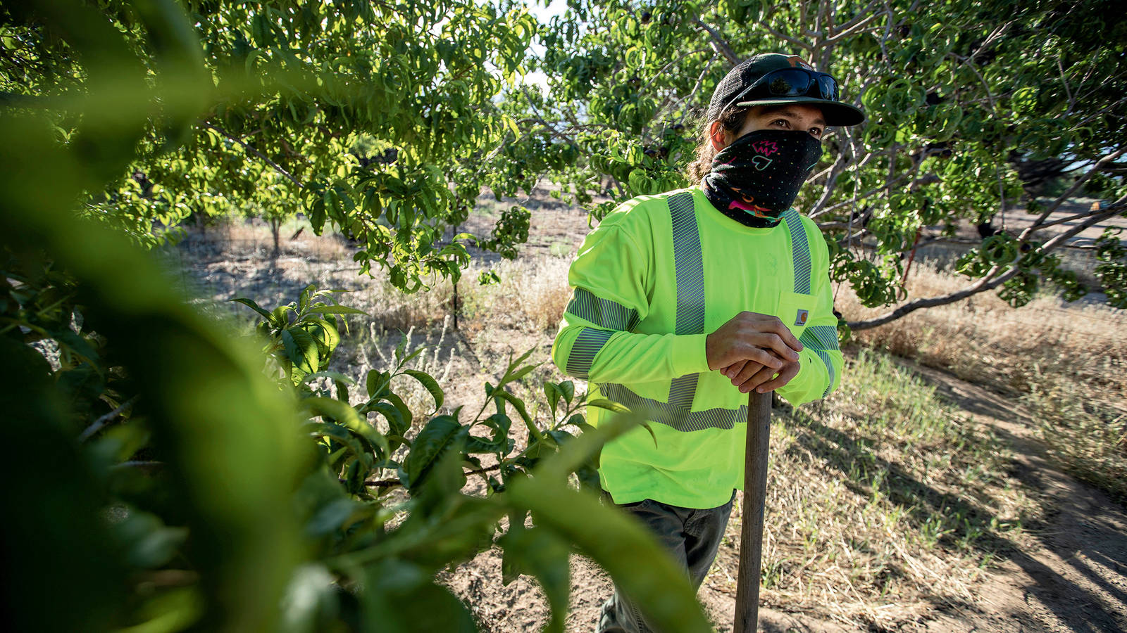 <p>“An orchard is constant work, especially with these historic trees,” said arborist Dave Goto, pictured here as he prepares to water Manzanar National Historic Site’s aging pear trees.</p>
