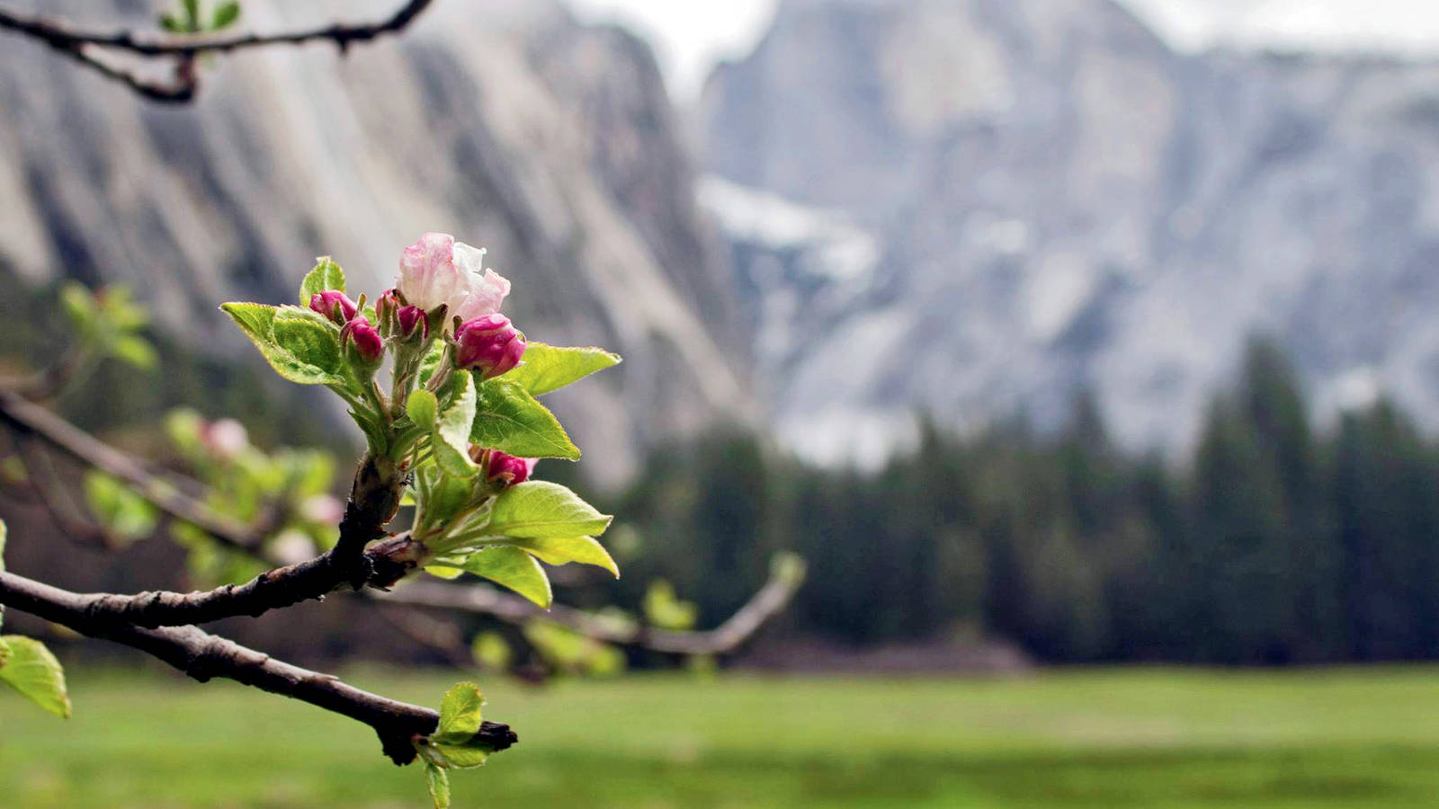 <p>Apple blossoms in Yosemite National Park serve as a reminder of the valley’s long history of human presence, from the Southern and Central Miwok people who trace their creation story to this area to the 19th-century settlers who planted orchards here. </p>