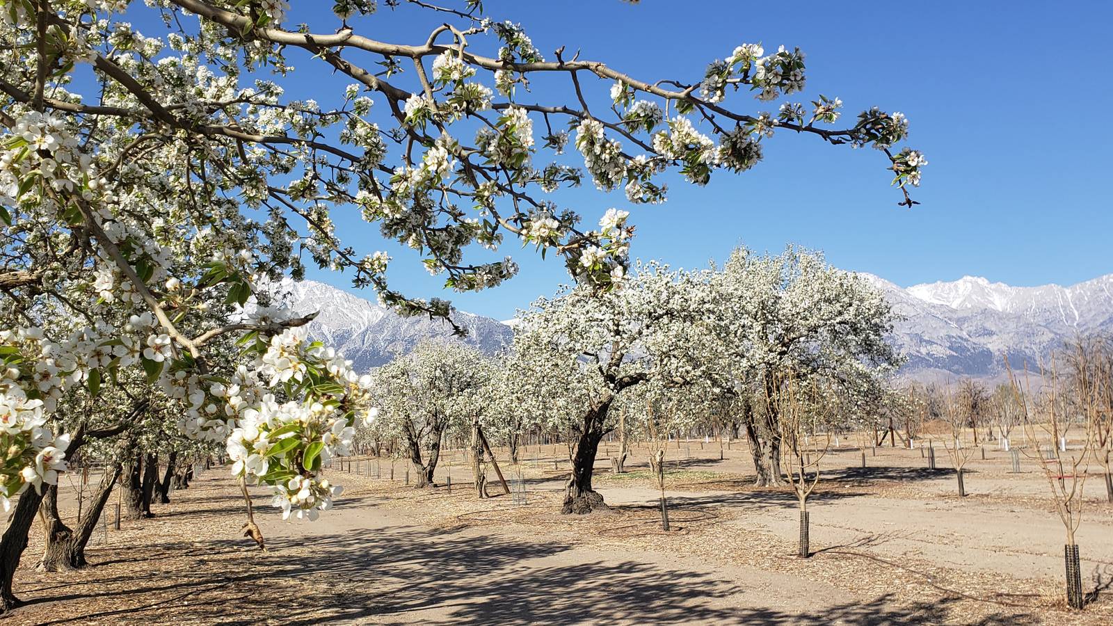 <p>Manzanar National Historic Site's pear orchards include a mix of historic trees and young trees, spaced in a historically appropriate grid.</p>