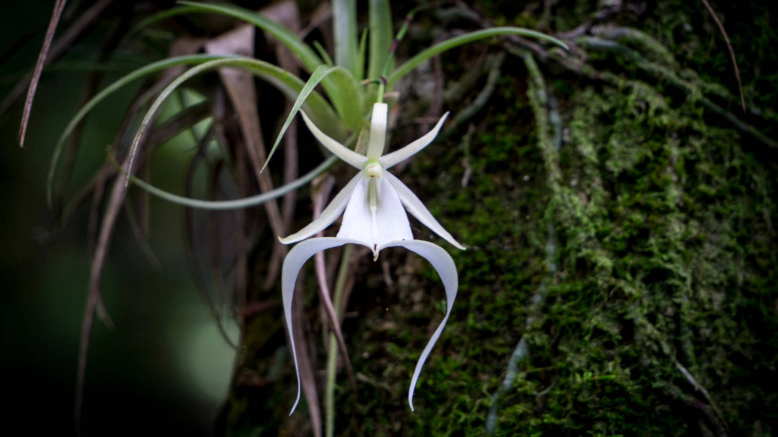 famed ghost orchid moves one step closer to endangered species act