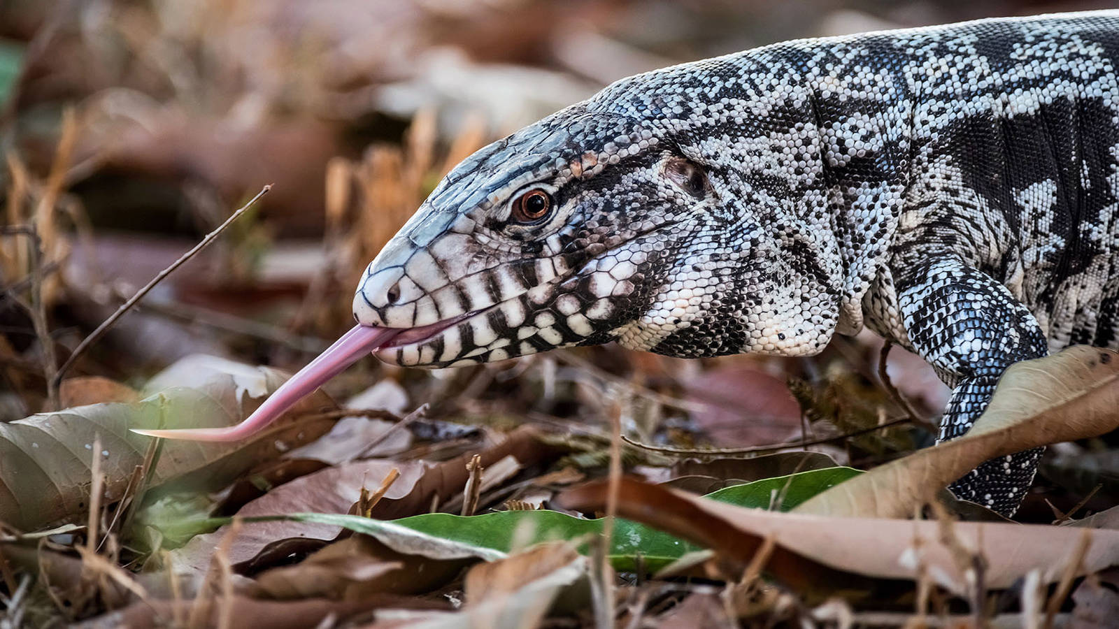 What would you use to trap a tegu? - The Wildlife Society