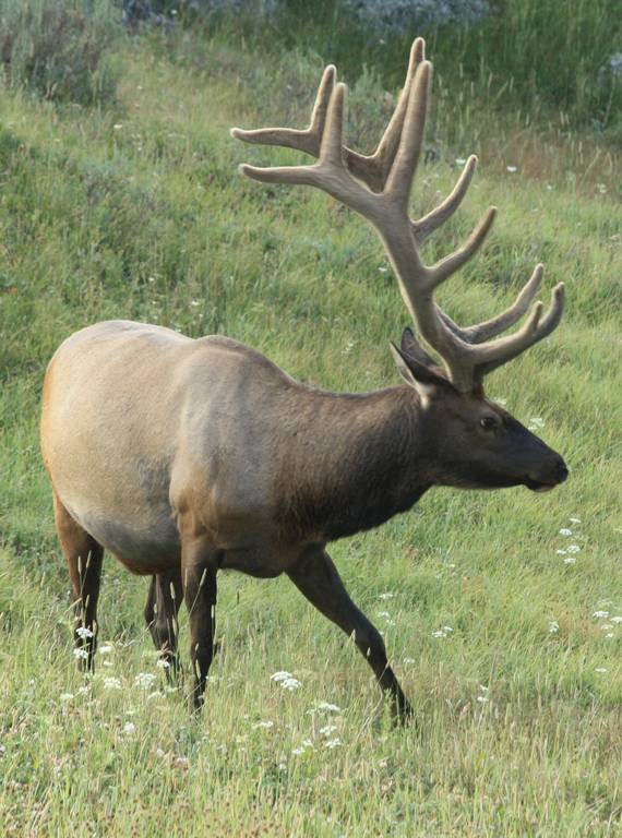 <p>Elk</p>