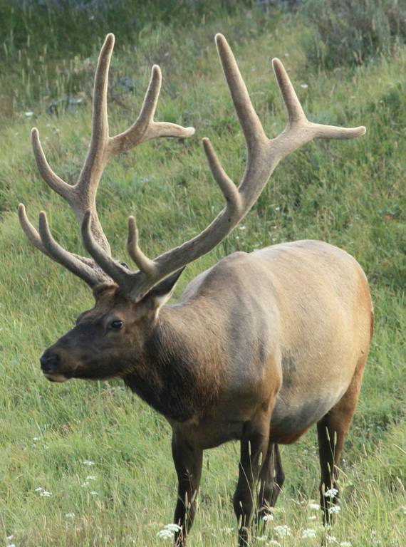 <p>Elk</p>