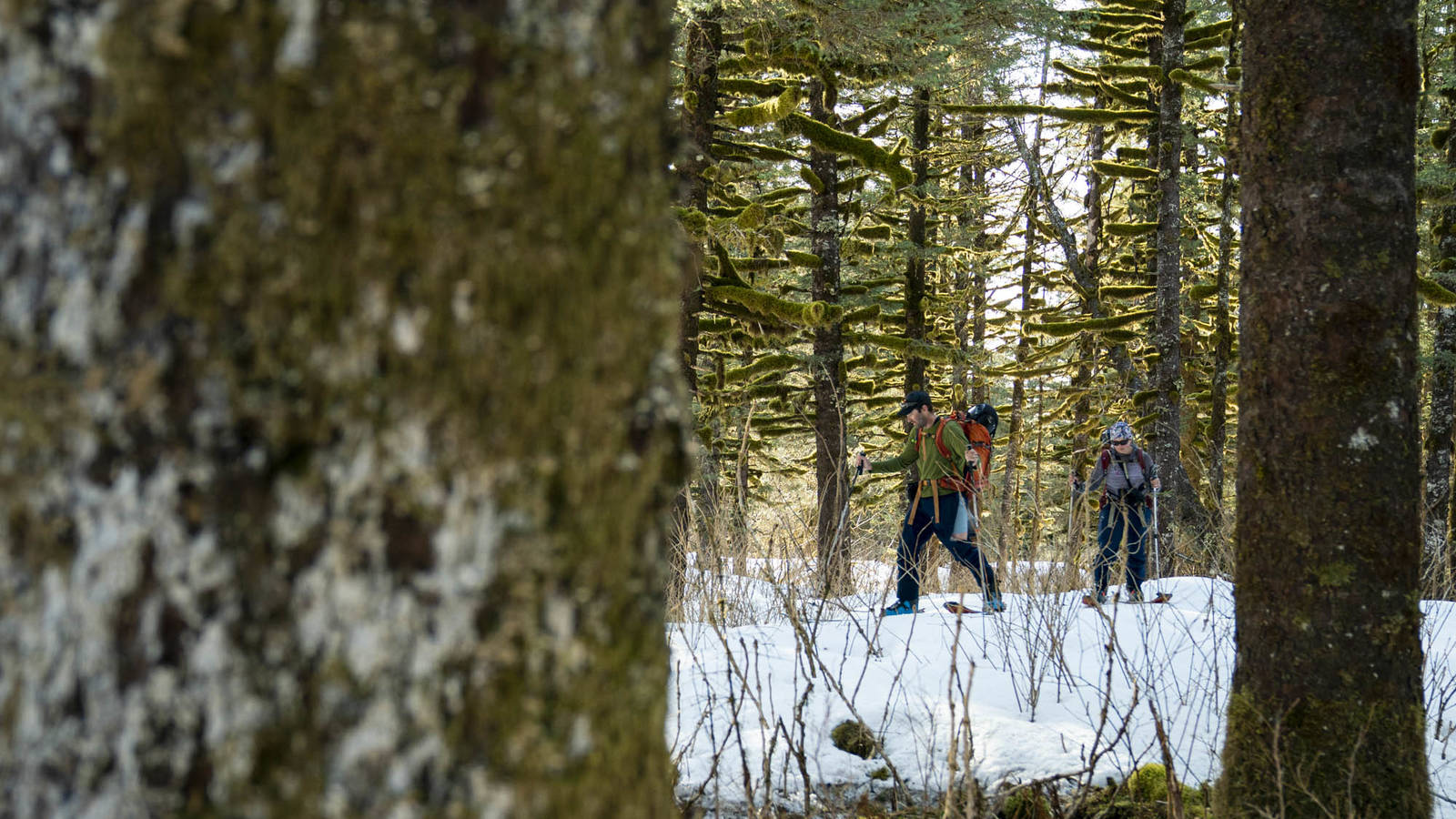 <p>The park isn’t just staggering slopes and frigid waters. Here, members of the team ski through a flat and moss-draped forest behind Bulldog Cove on the Aialik Peninsula.</p>